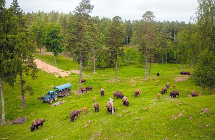 bisonfarmen-gate
