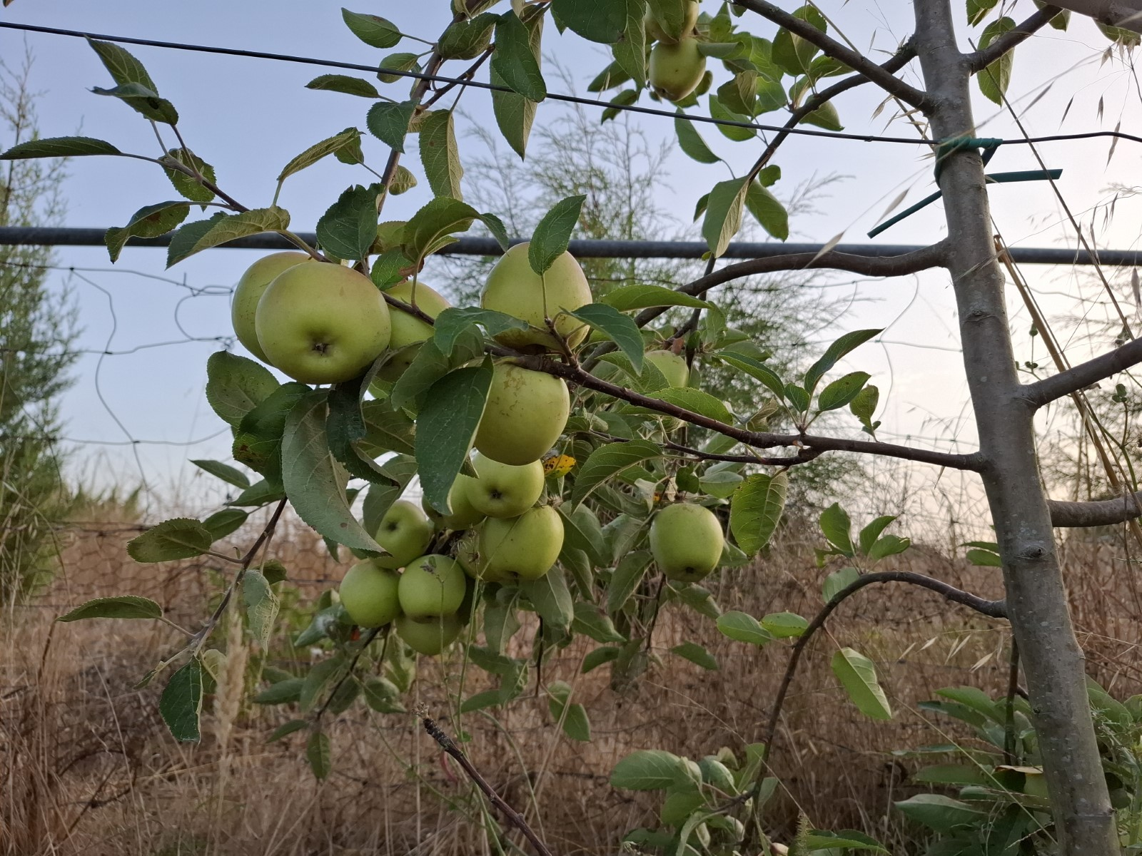 Caria's organic farm