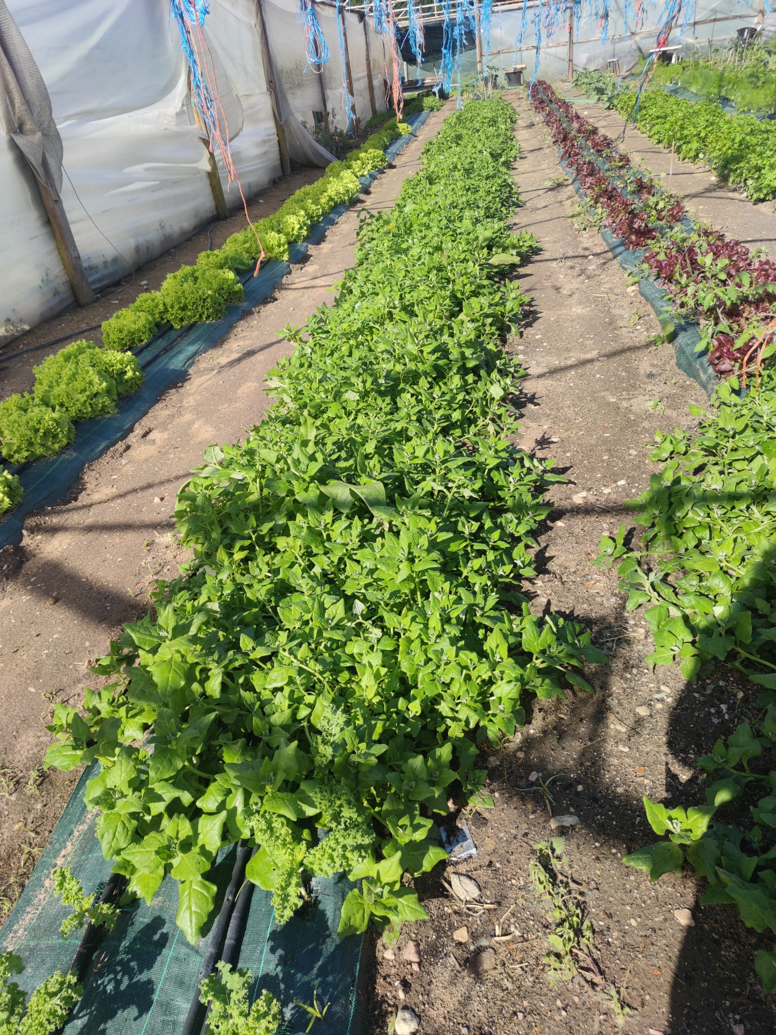 Caria's organic farm photo 4