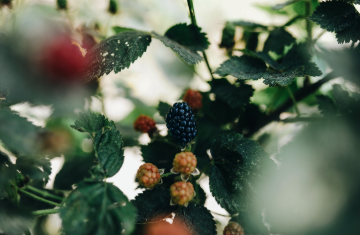 Cordeiro's Farm photo 4