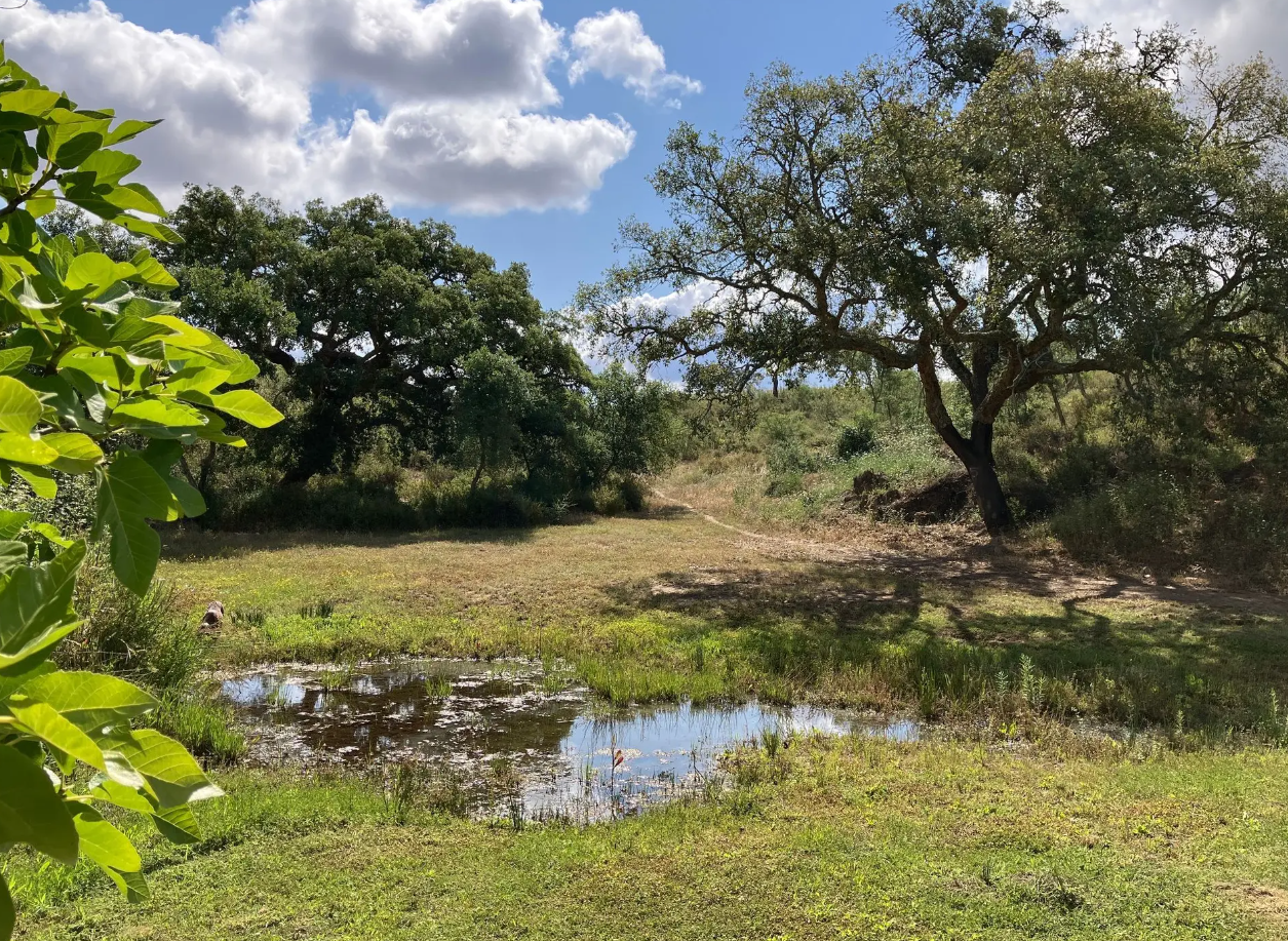 Green Oaks Alentejo photo 4