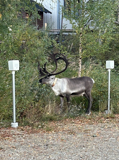 Inari Camping - Photo 3