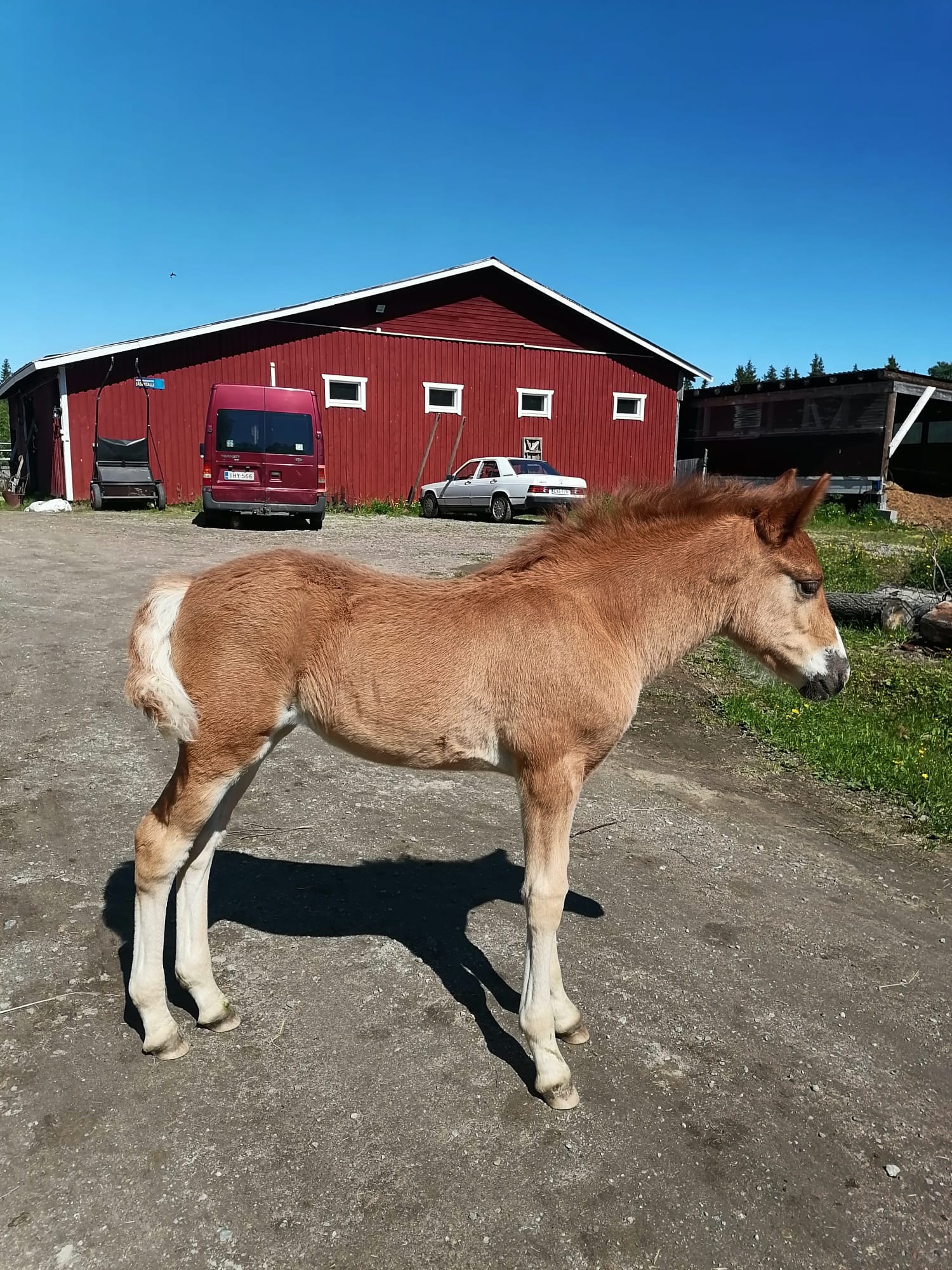 Outisen Ratsastuskeskus Kemijärvi photo 2