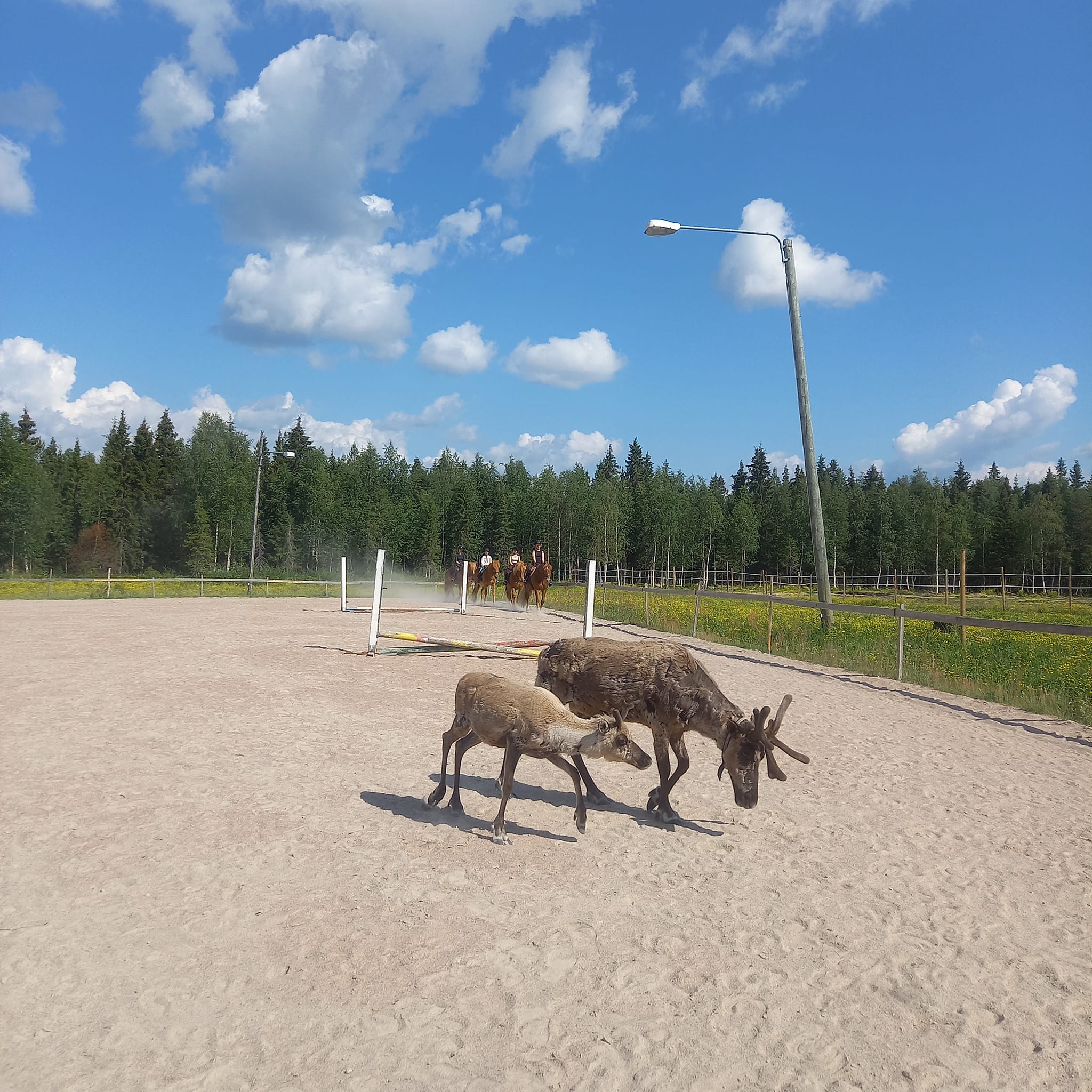Outisen Ratsastuskeskus Kemijärvi photo 5