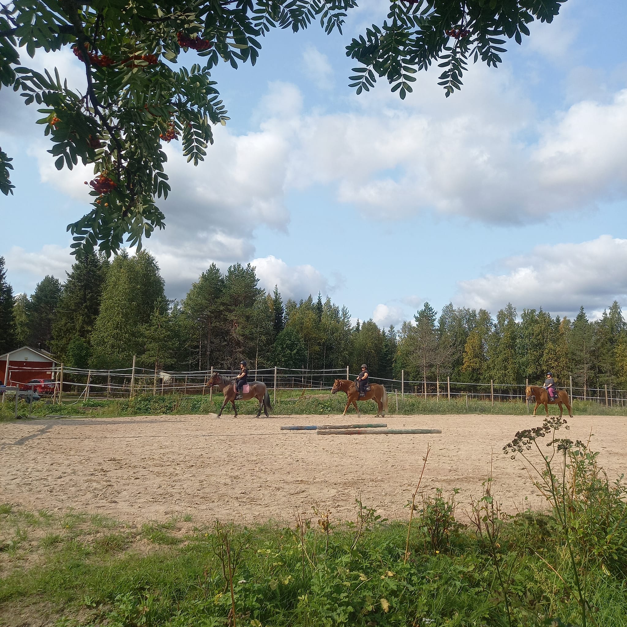 Outisen Ratsastuskeskus Kemijärvi photo 3