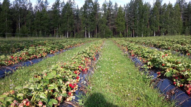 Särkilammin Marjatila - Photo 3