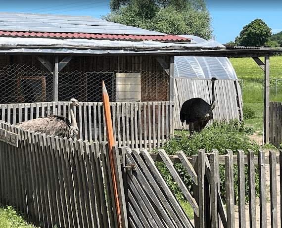 Stellplatz auf der Straussenfarm