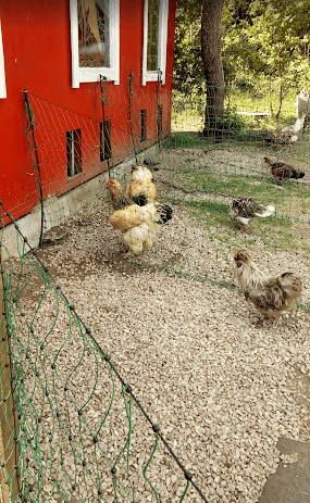 Stellplatz auf der Straussenfarm photo 4
