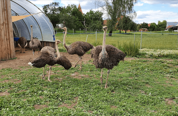 Stellplatz auf der Straussenfarm photo 5