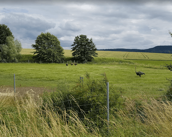 Stellplatz auf der Straussenfarm photo 3