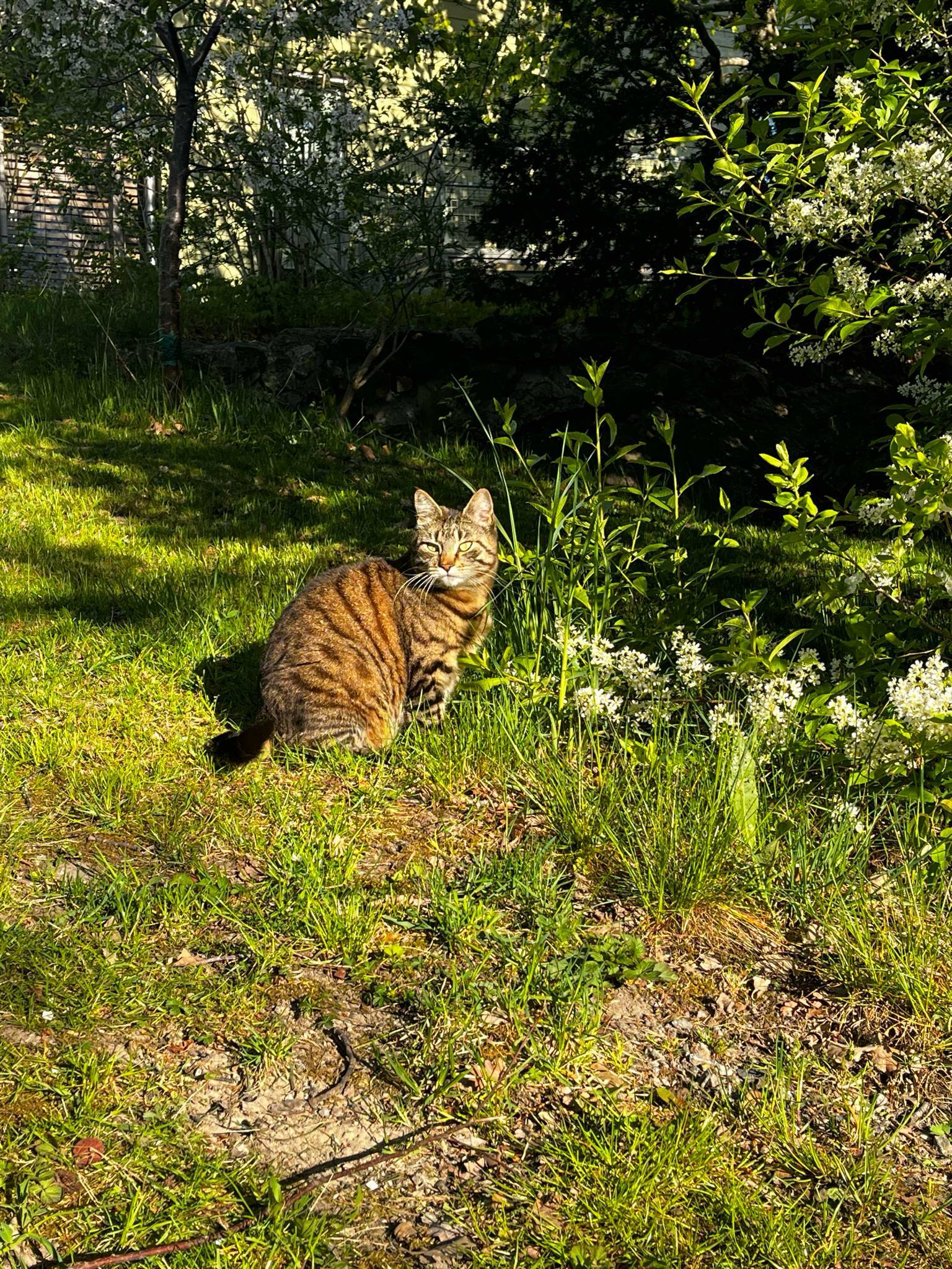 Victors Trädgård photo 5