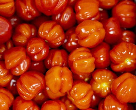 warberg-tomateria